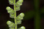 Heartleaf skullcap